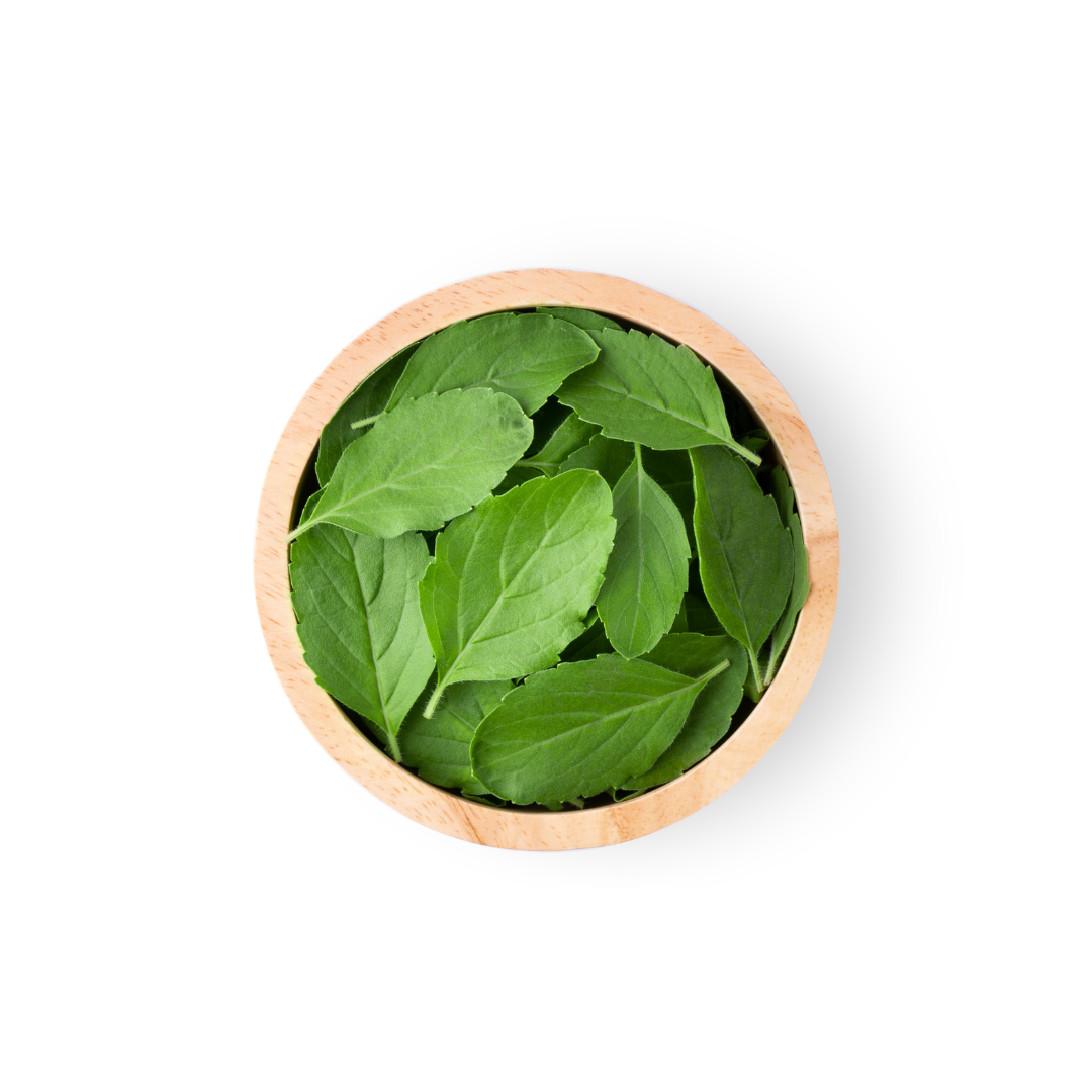 Basil